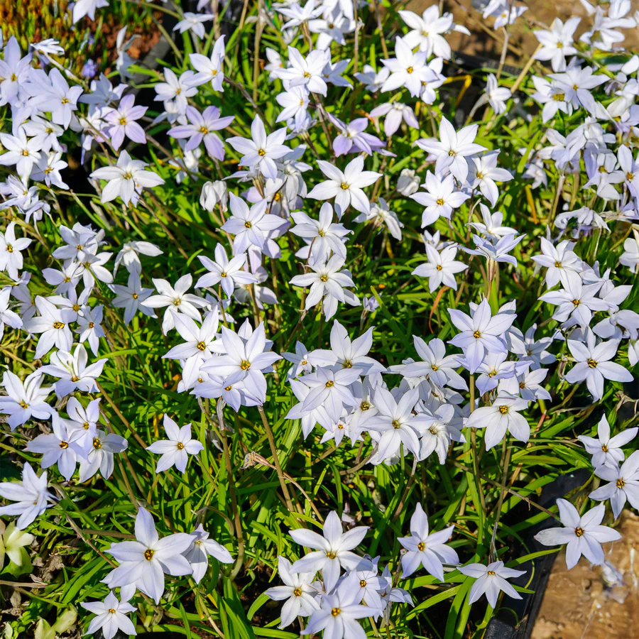 Miniature 2