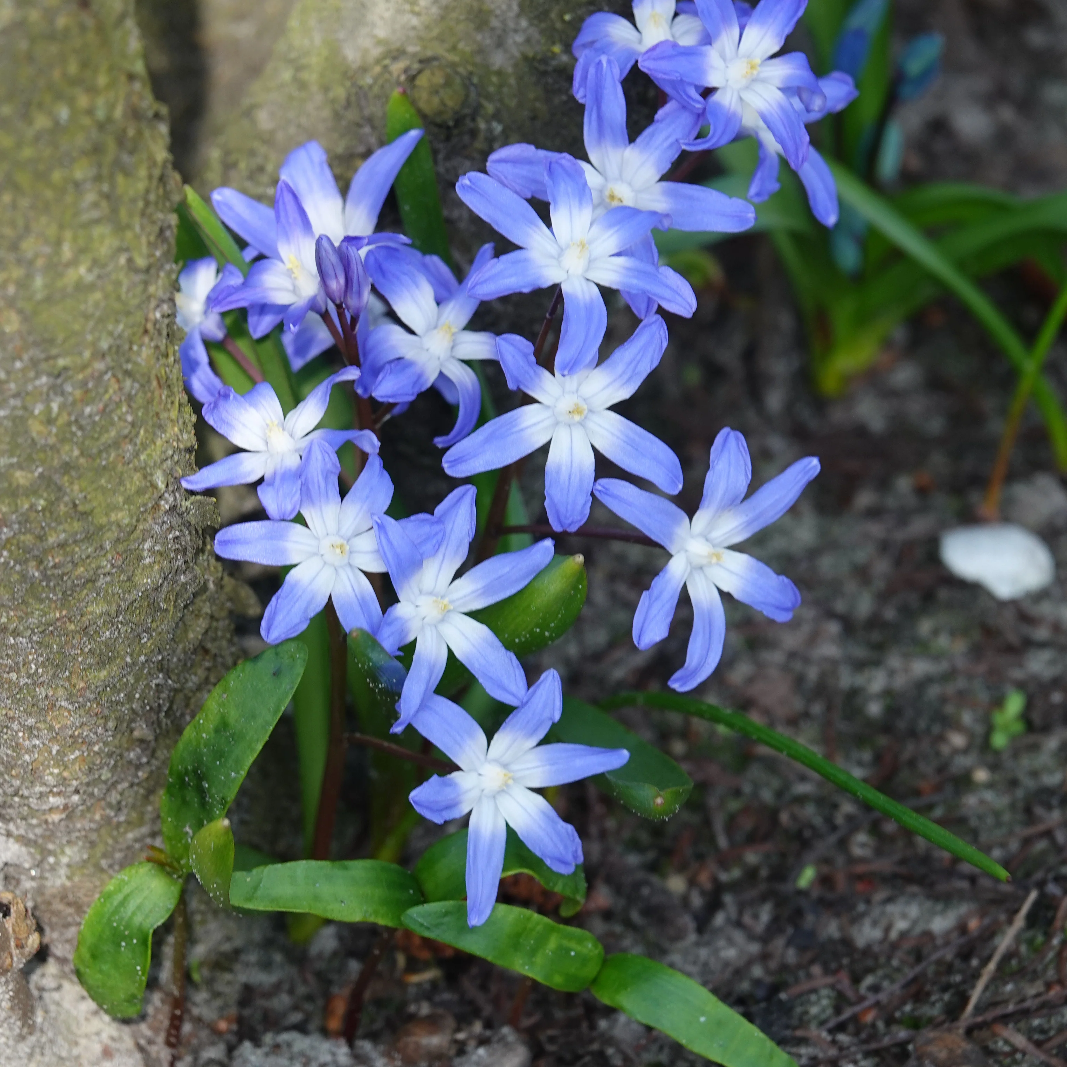Miniature 2