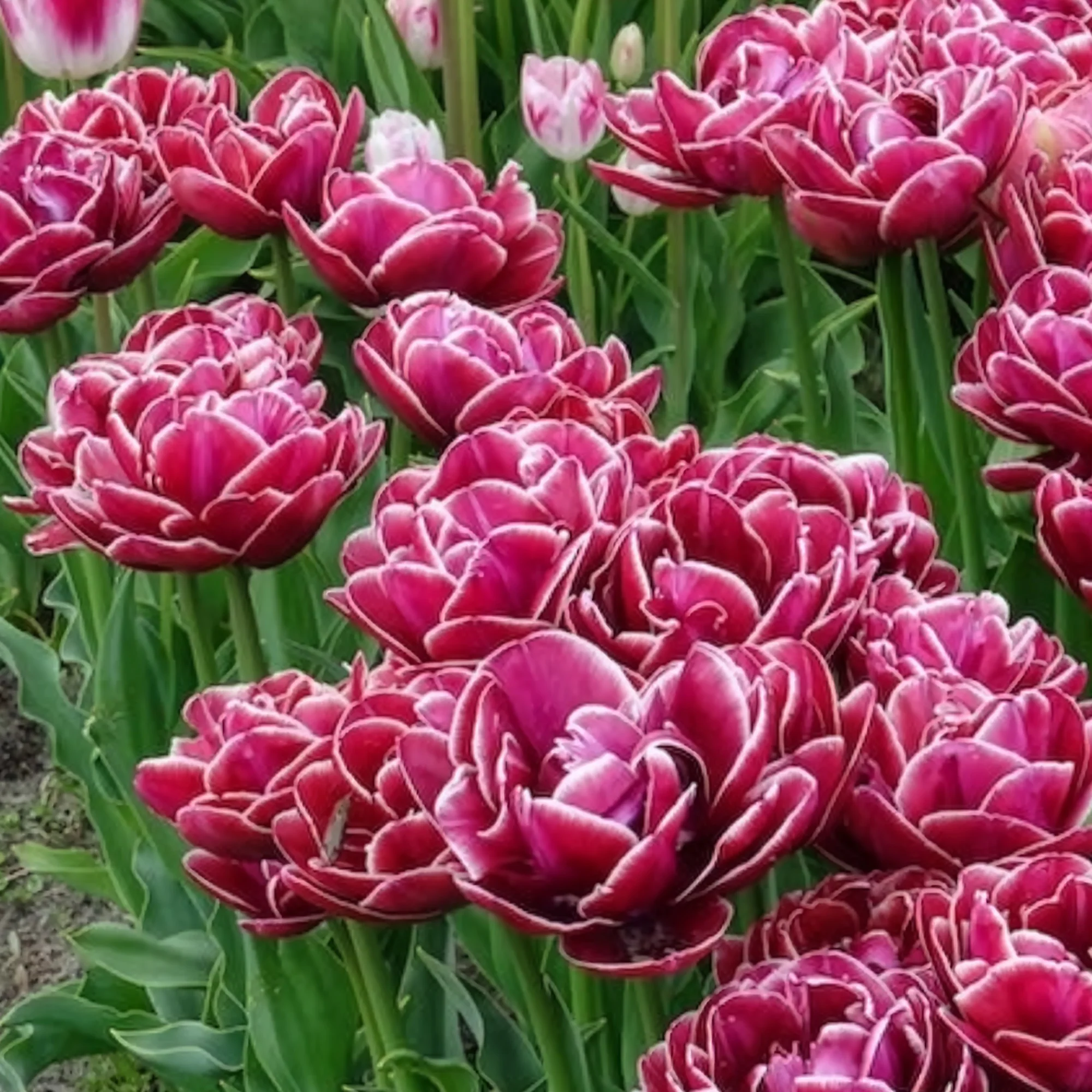 Miniature 8