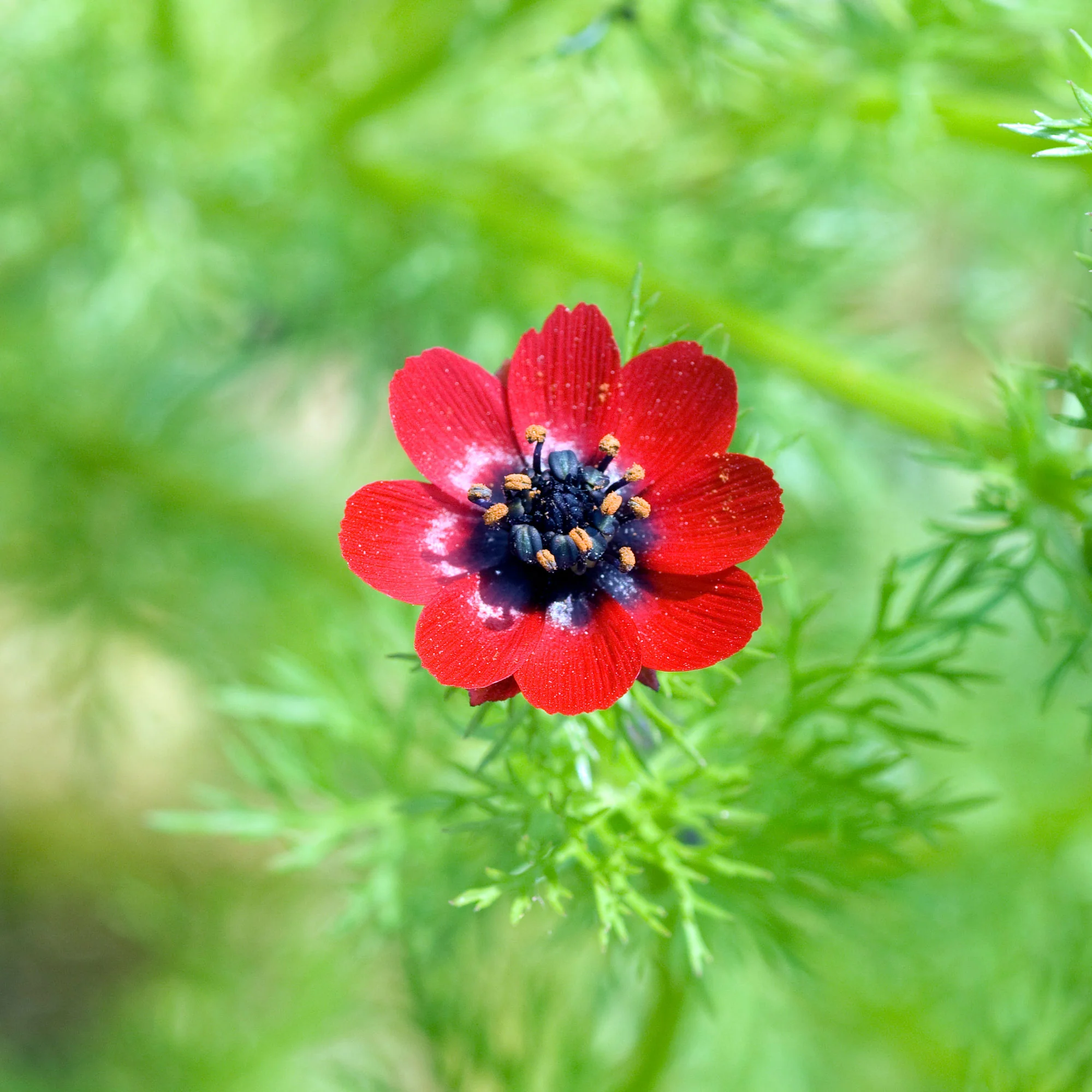 Miniature 2