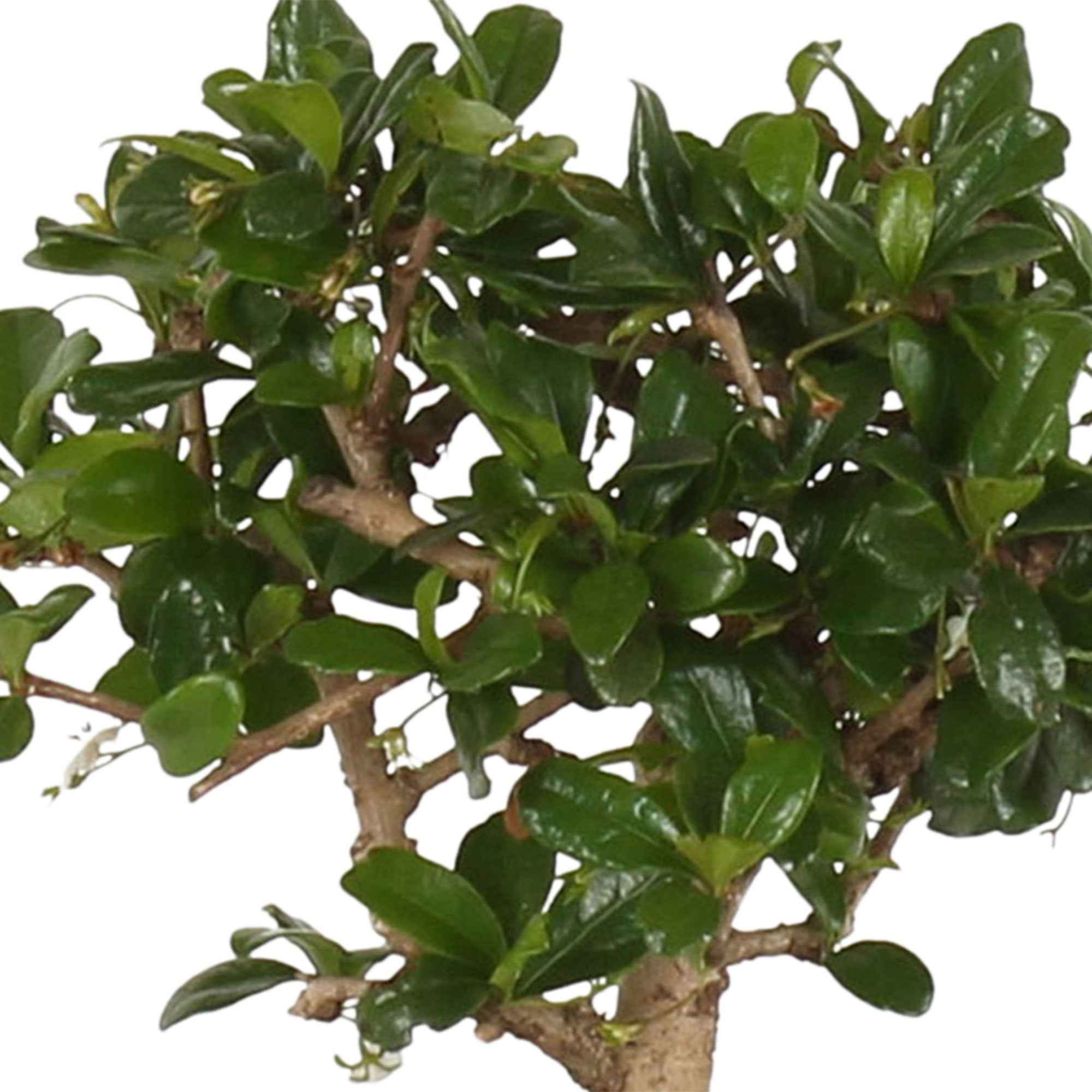 Miniature 2