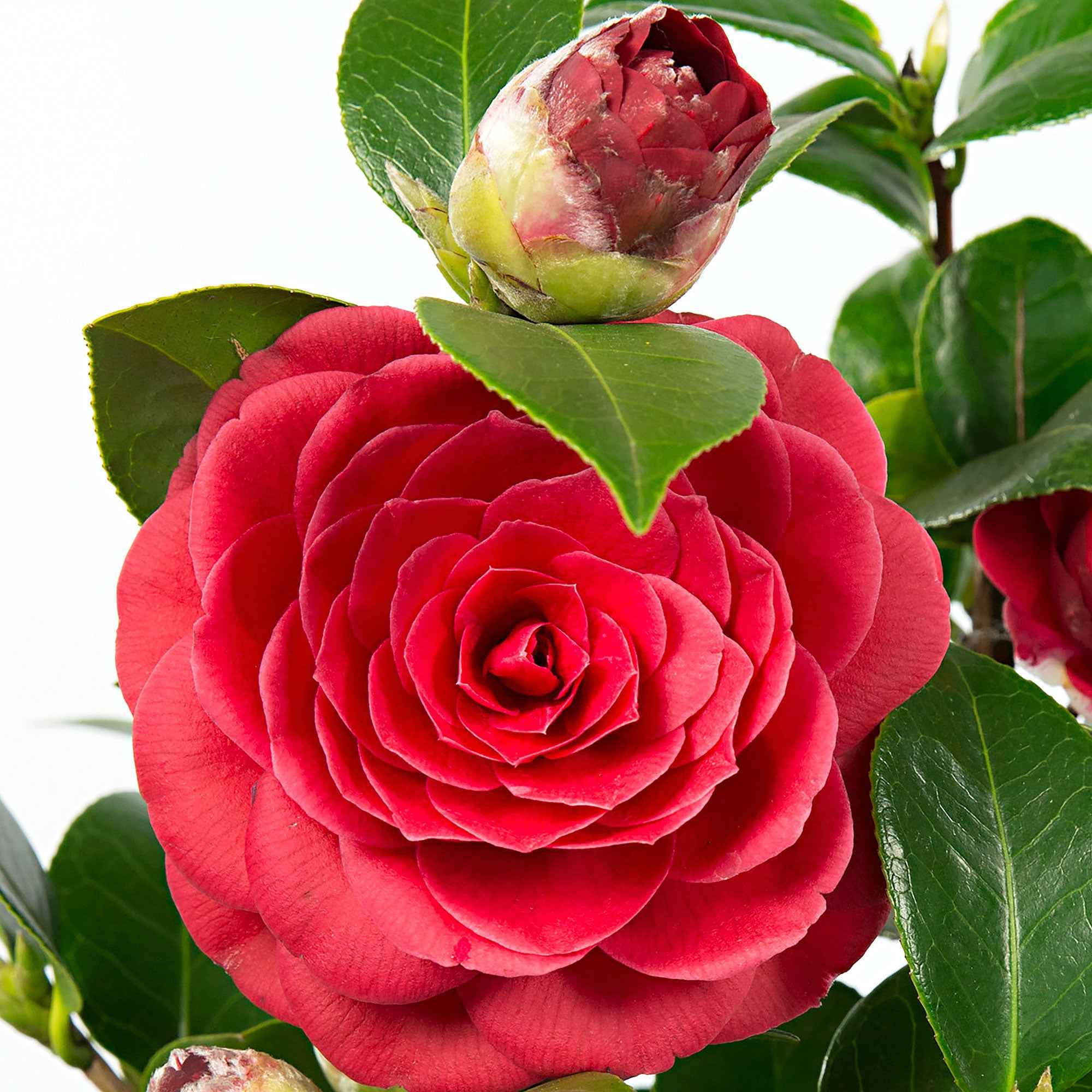 Miniature 2