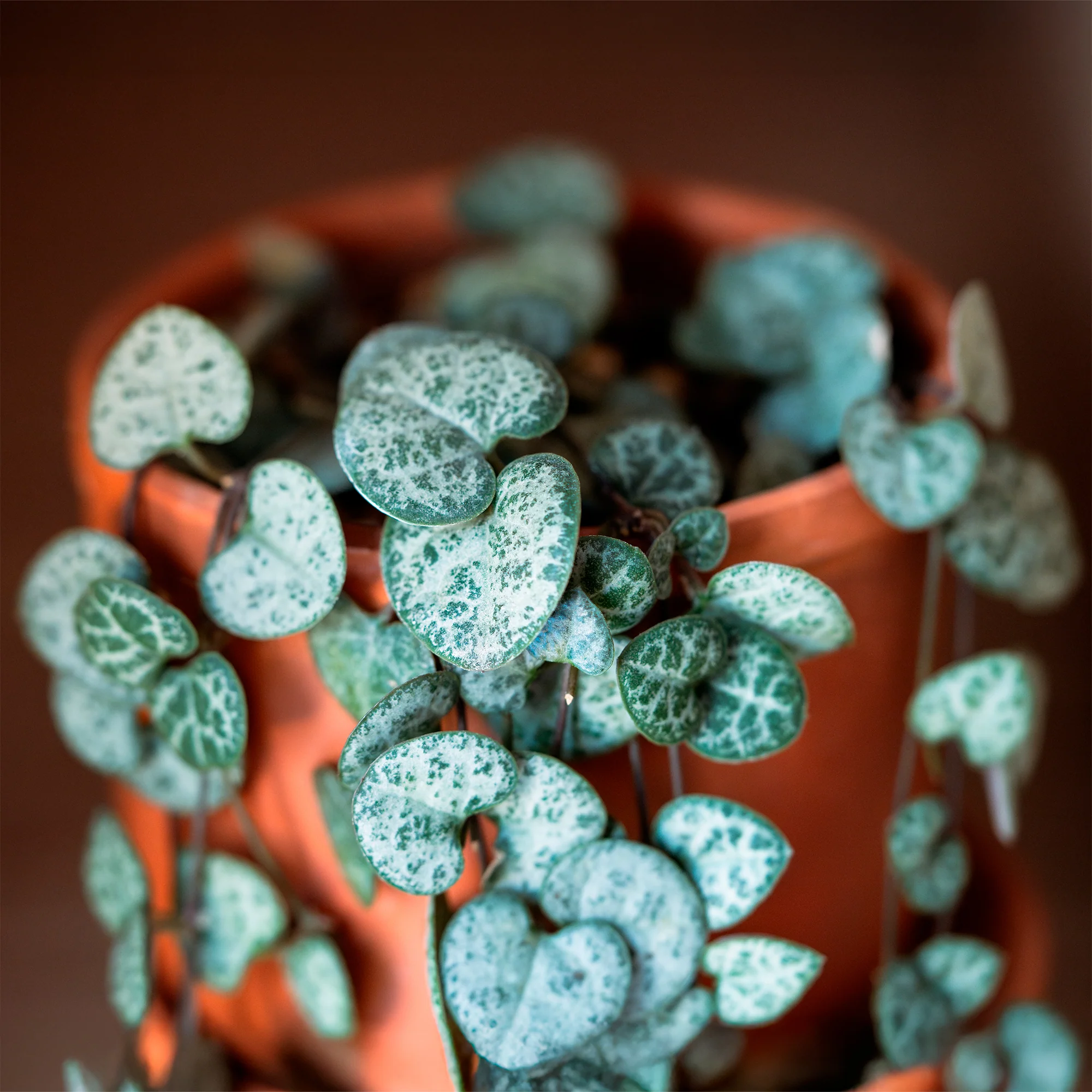 Miniature 6