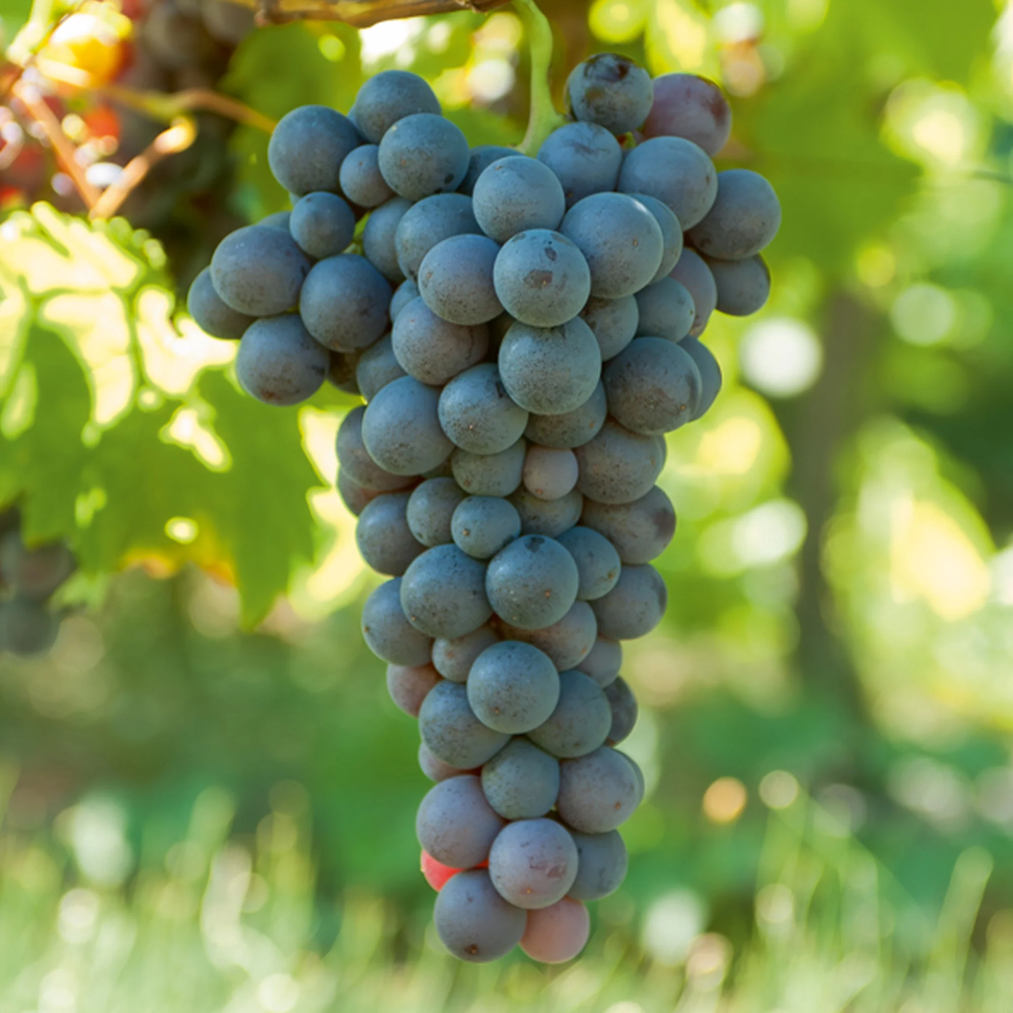 Miniature 3