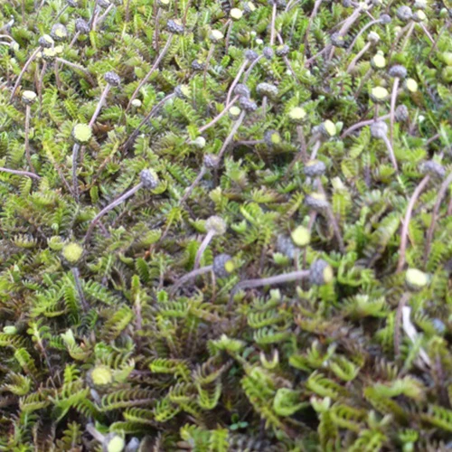 Miniature 3
