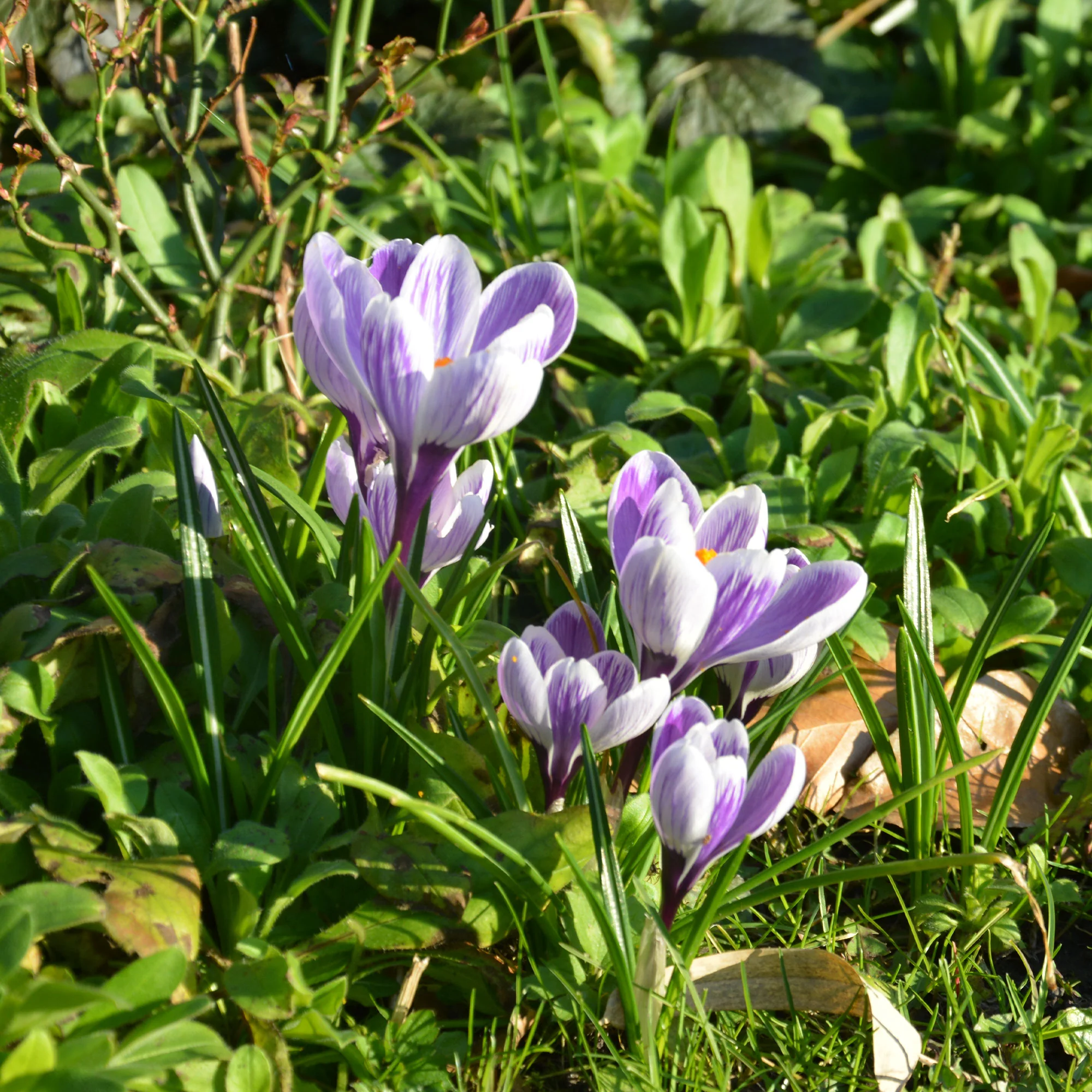 Miniature 5