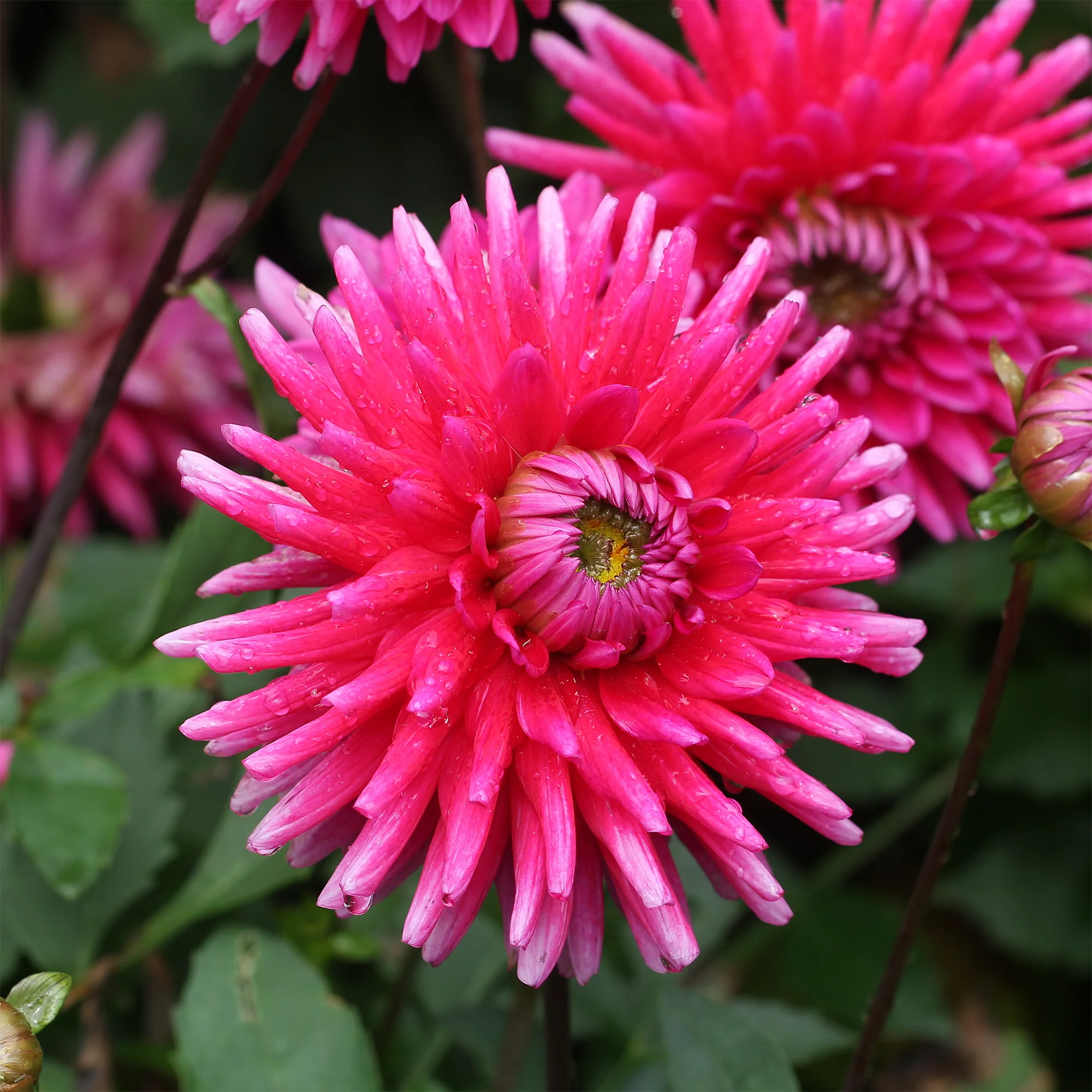 Miniature 2