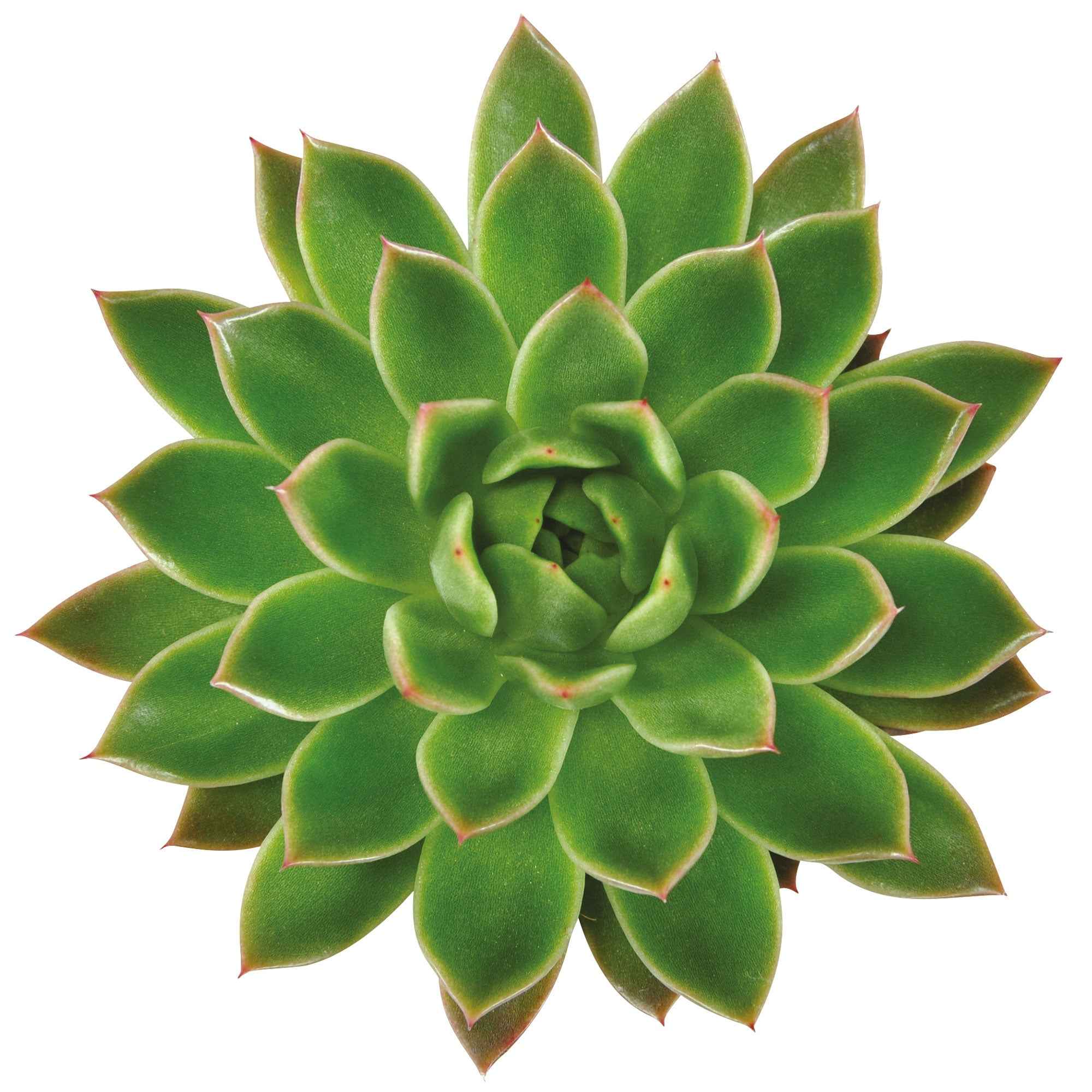 Miniature 4