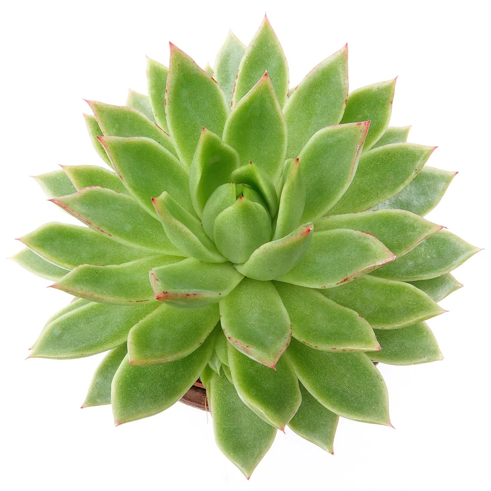 Miniature 6