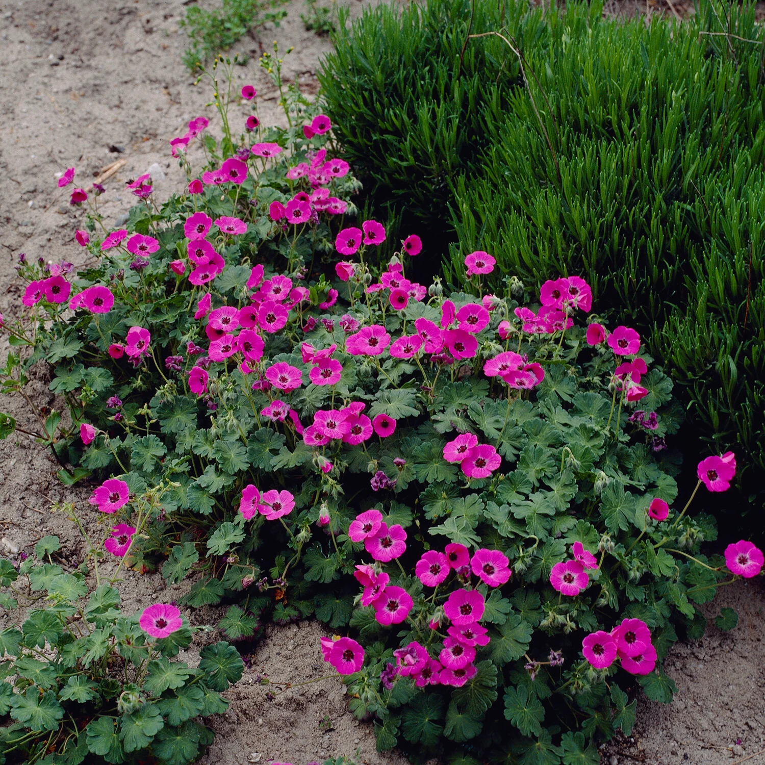 Miniature 3