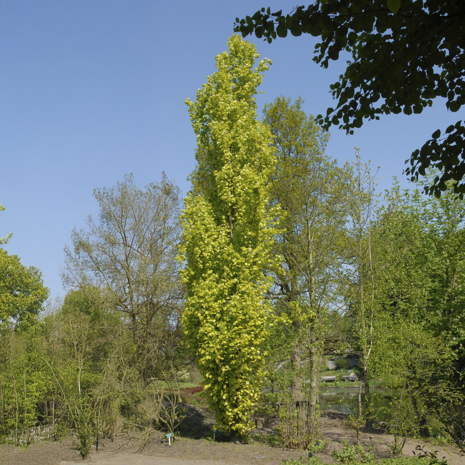 Miniature 1