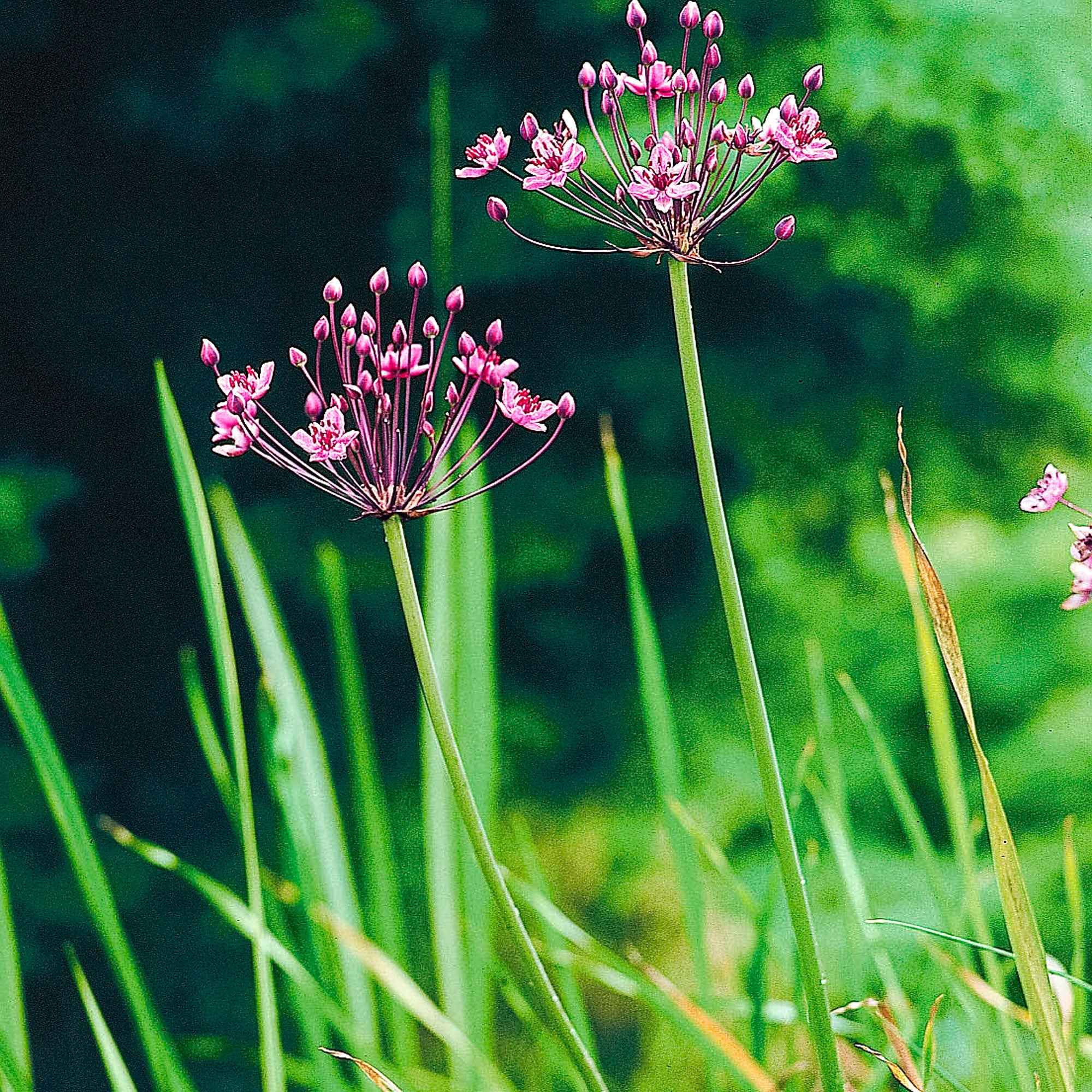 Miniature 5