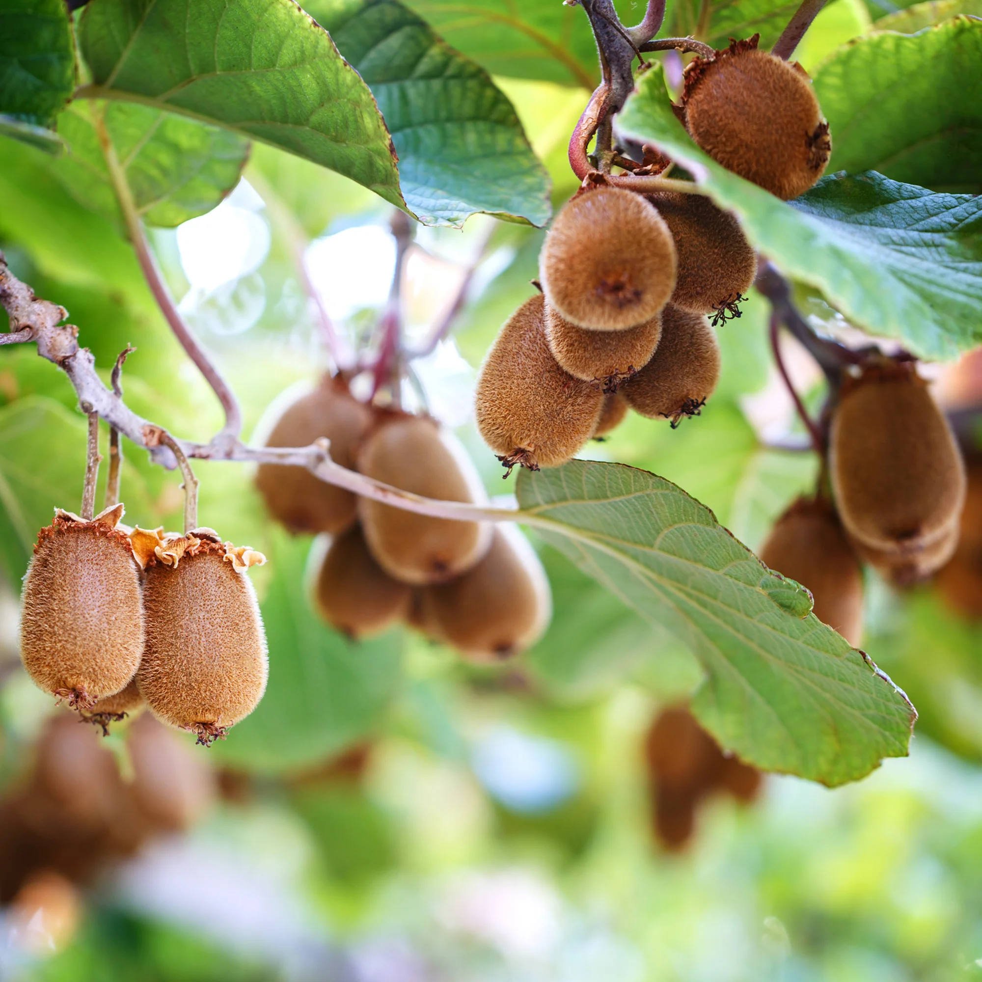Miniature 1
