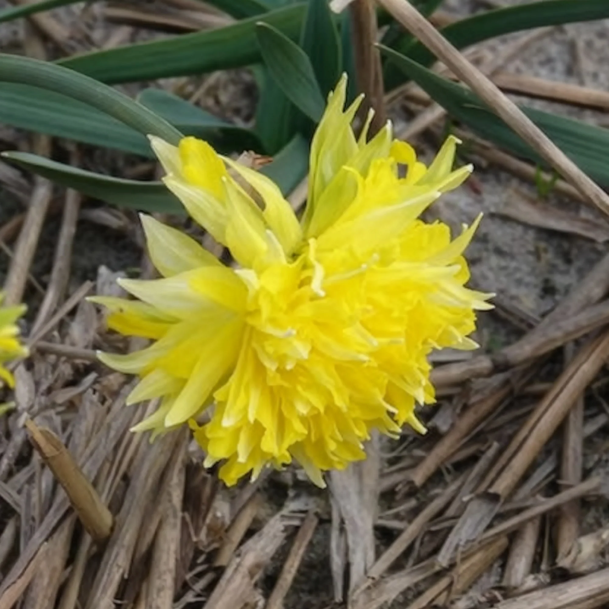 Miniature 3
