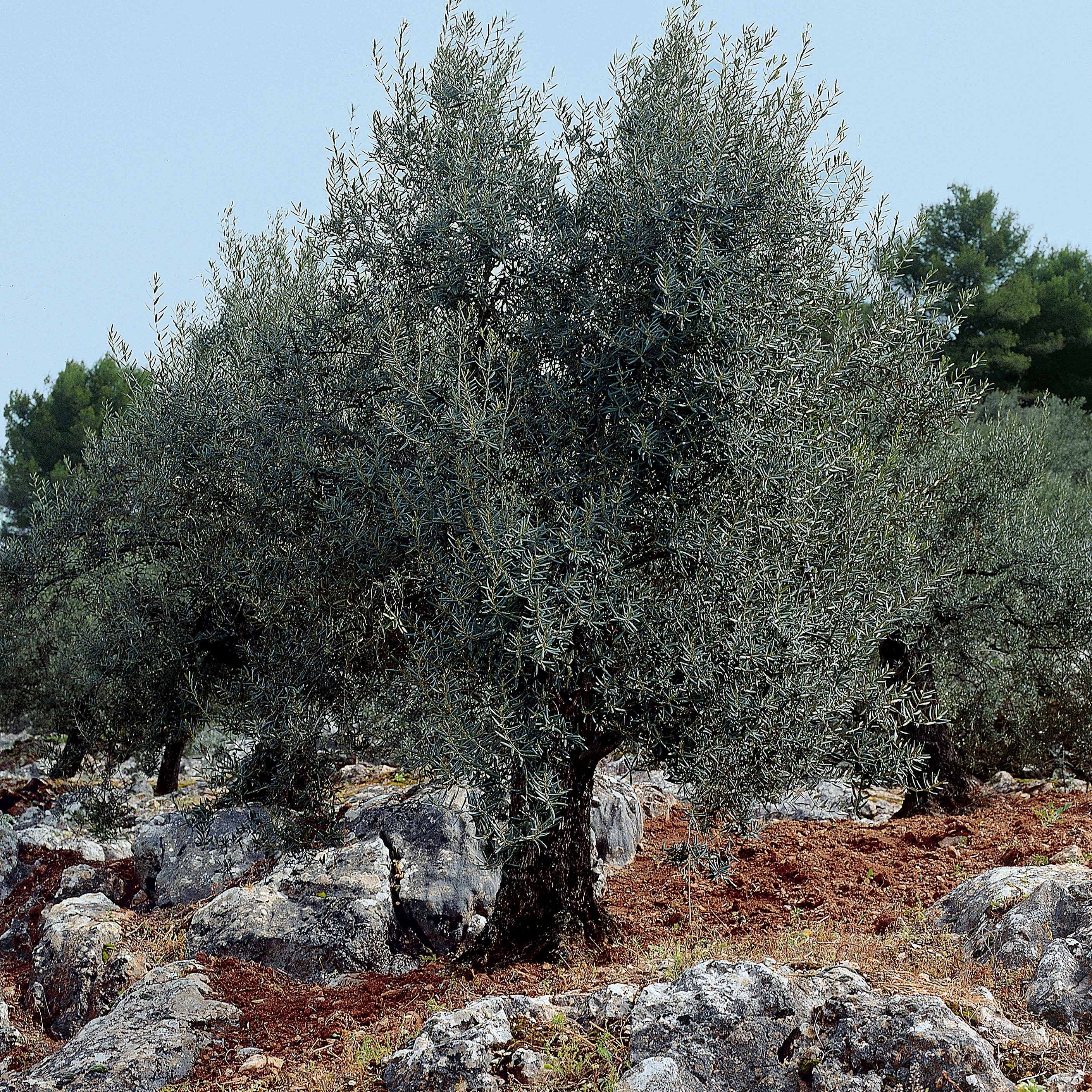 Miniature 5