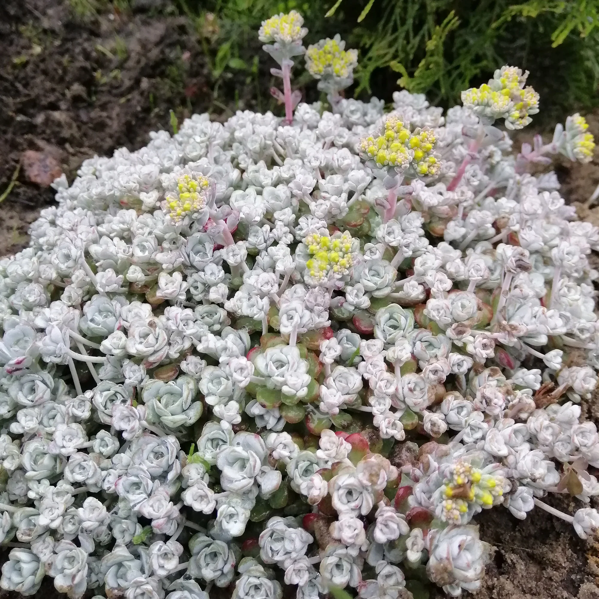 Miniature 2