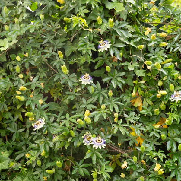 Miniature 6