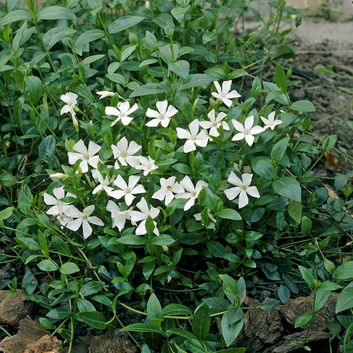Miniature 3