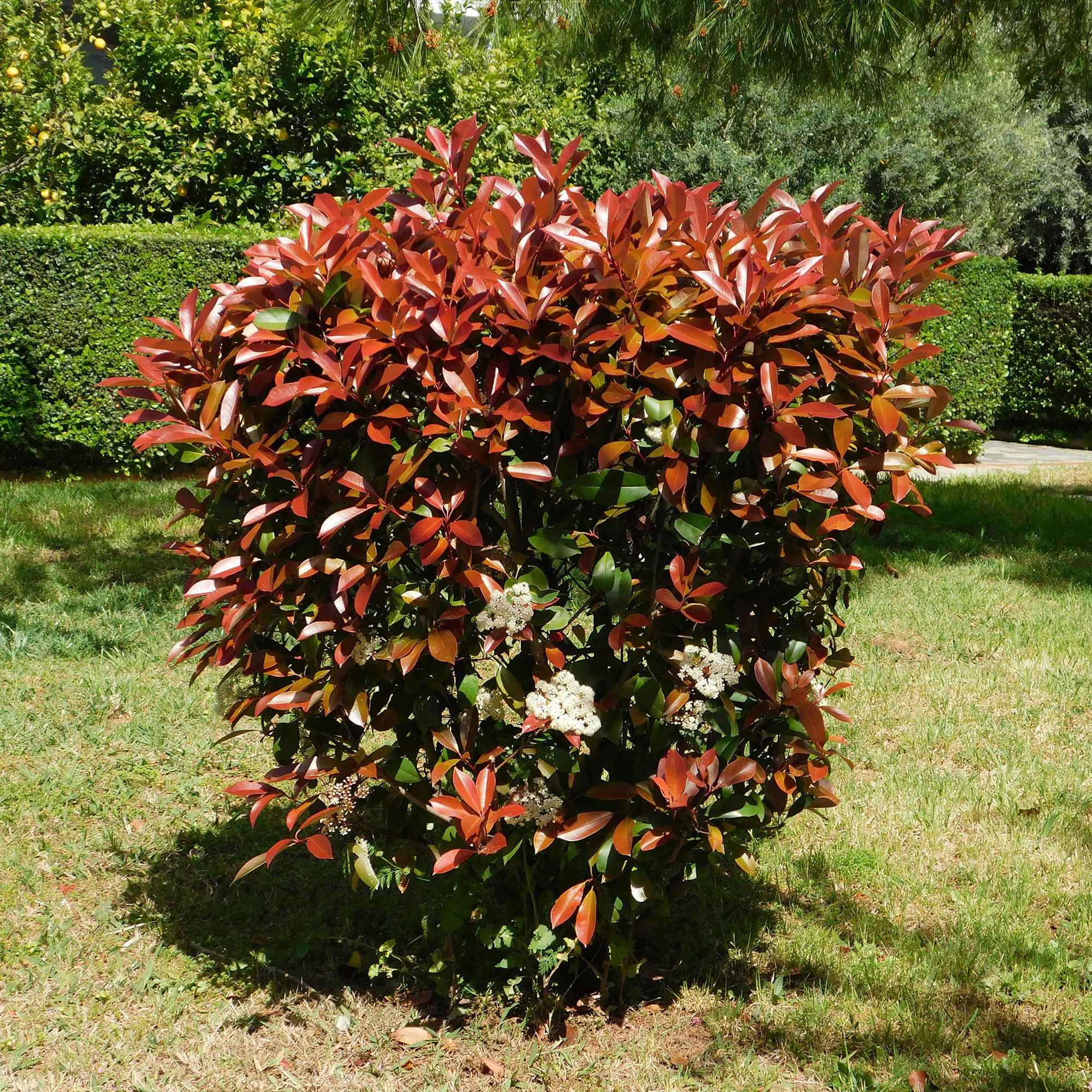 Miniature 5