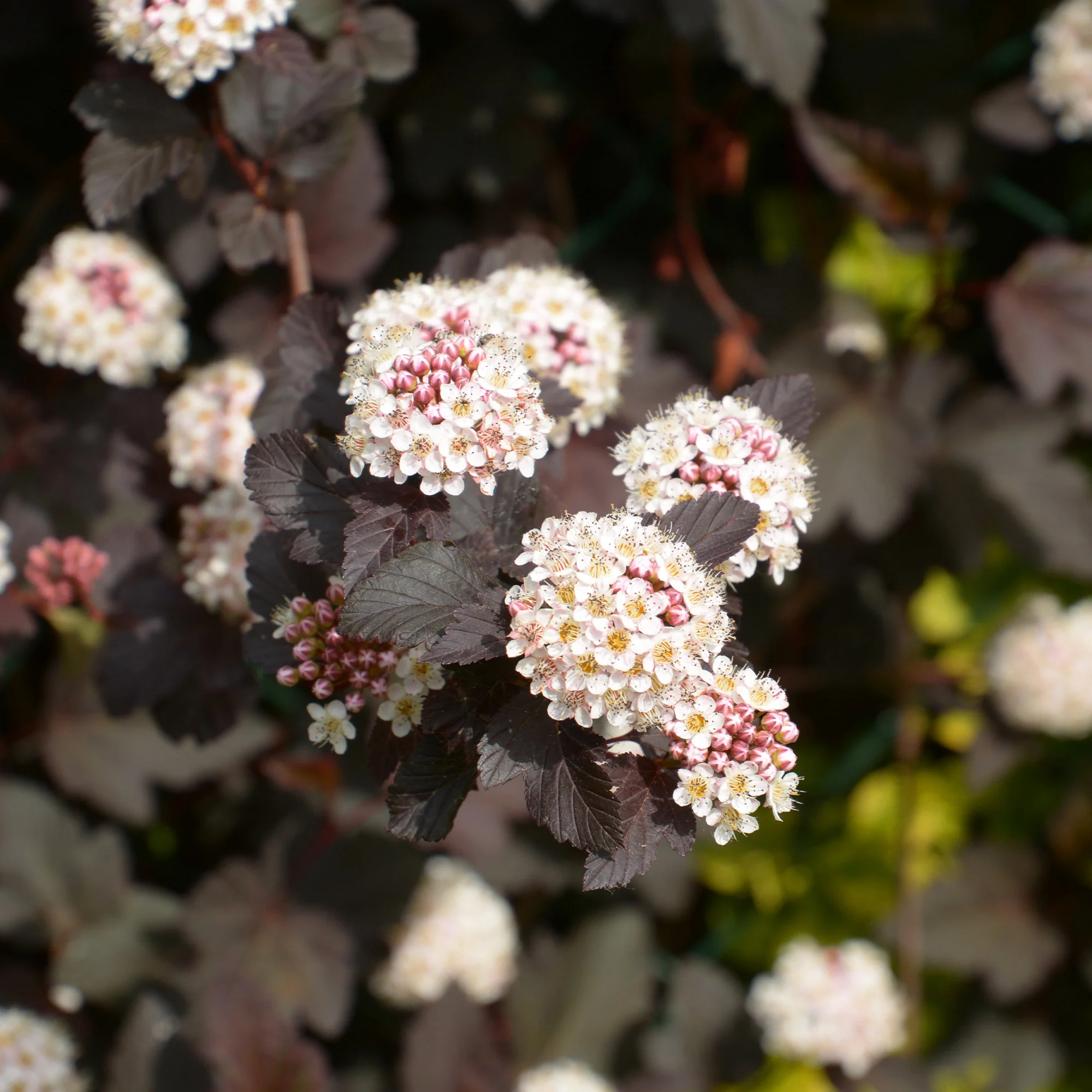 Miniature 5