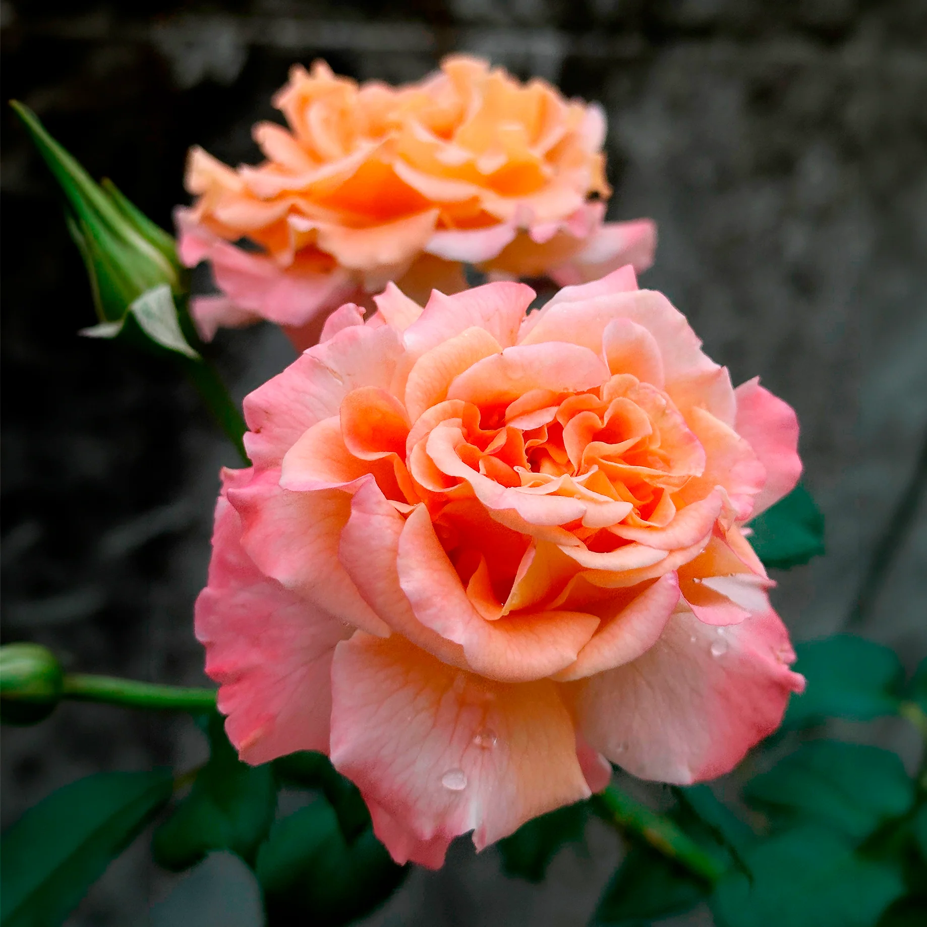 Miniature 2