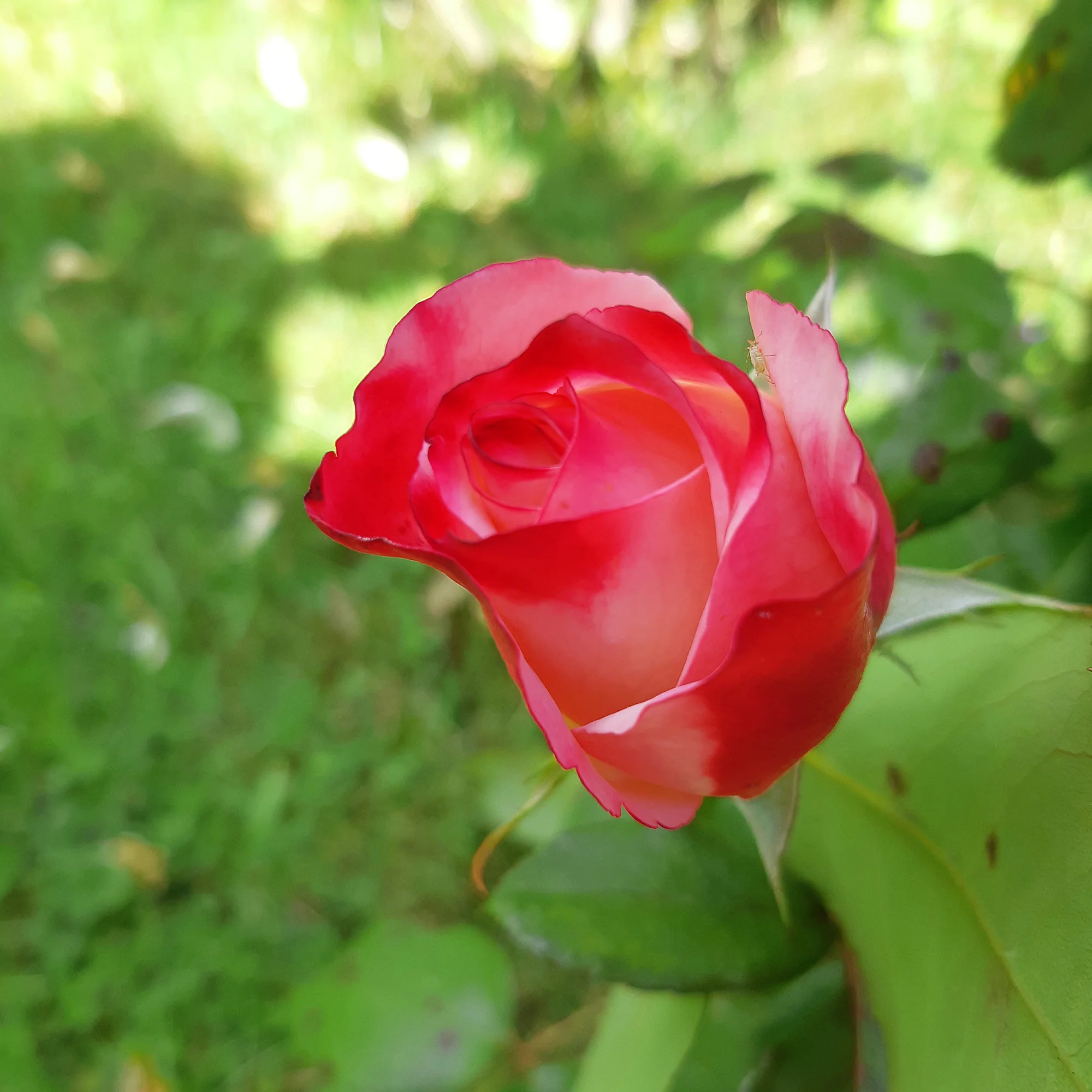 Miniature 5