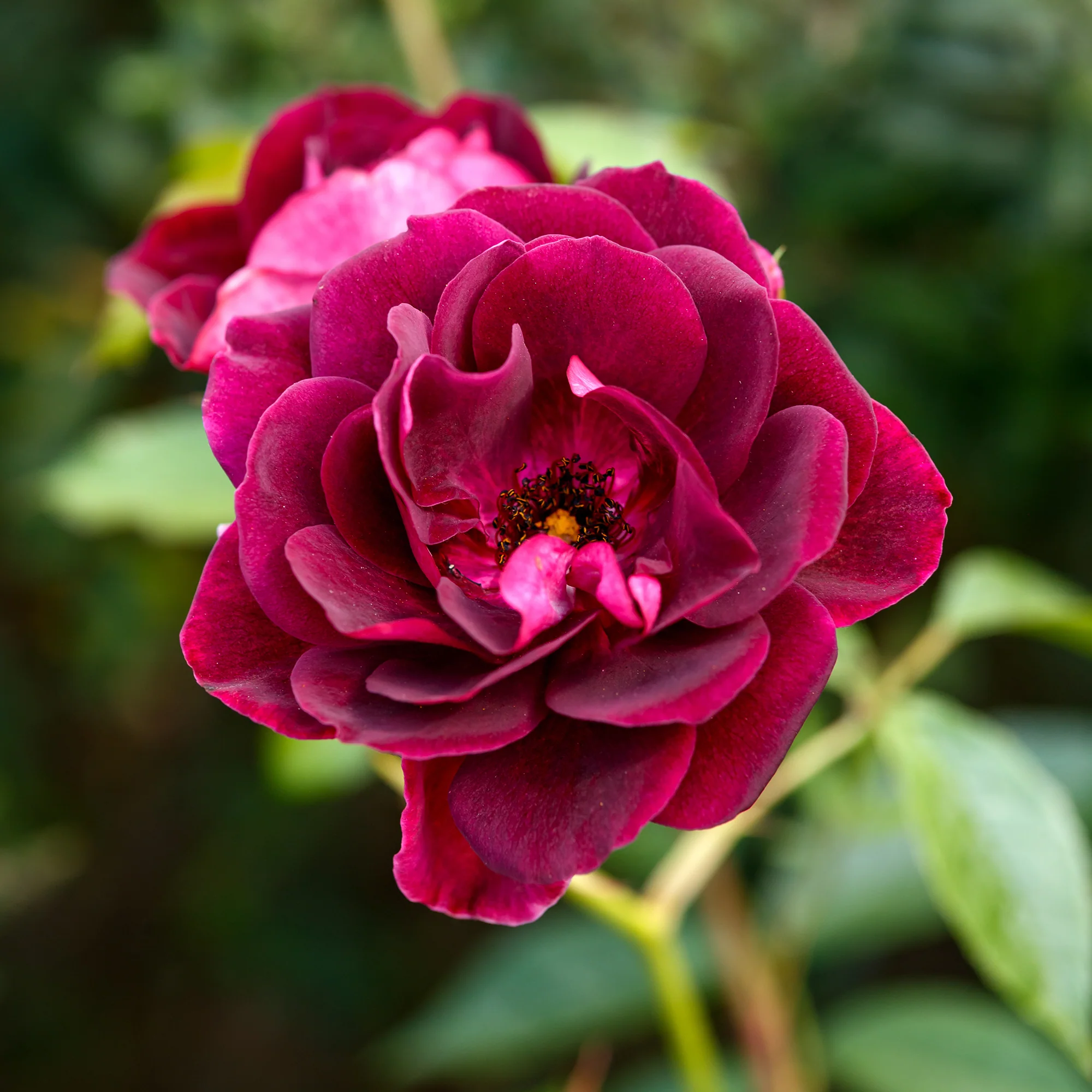 Miniature 3