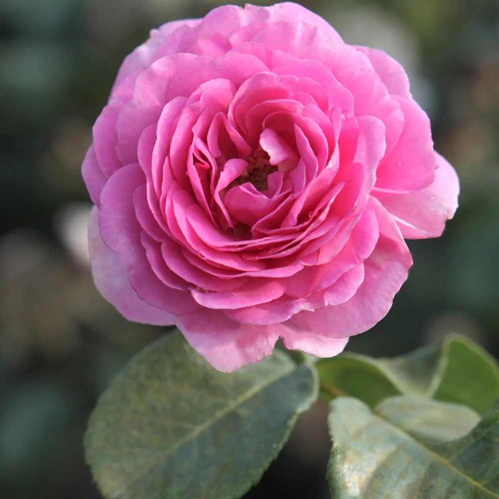 Miniature 3