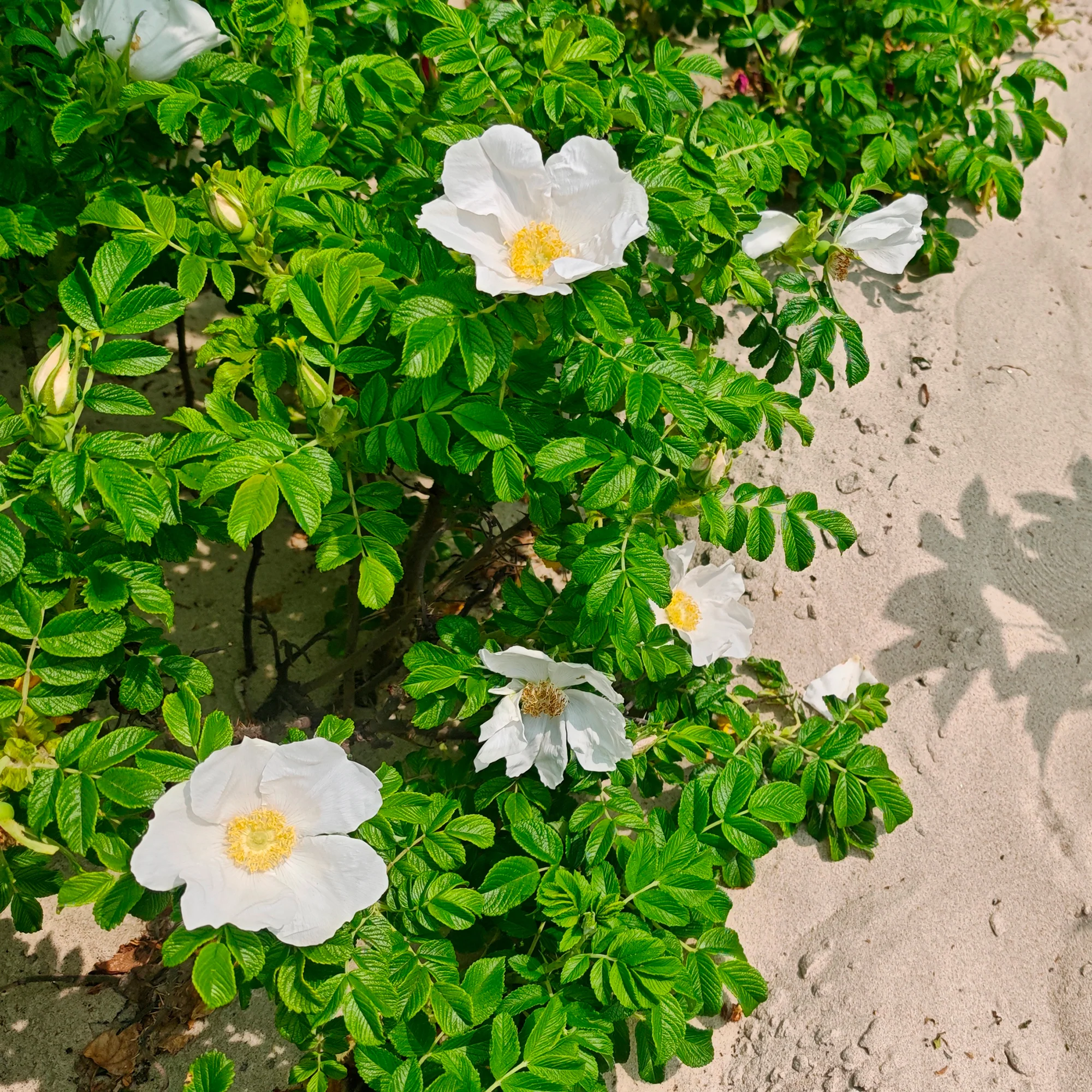 Miniature 2