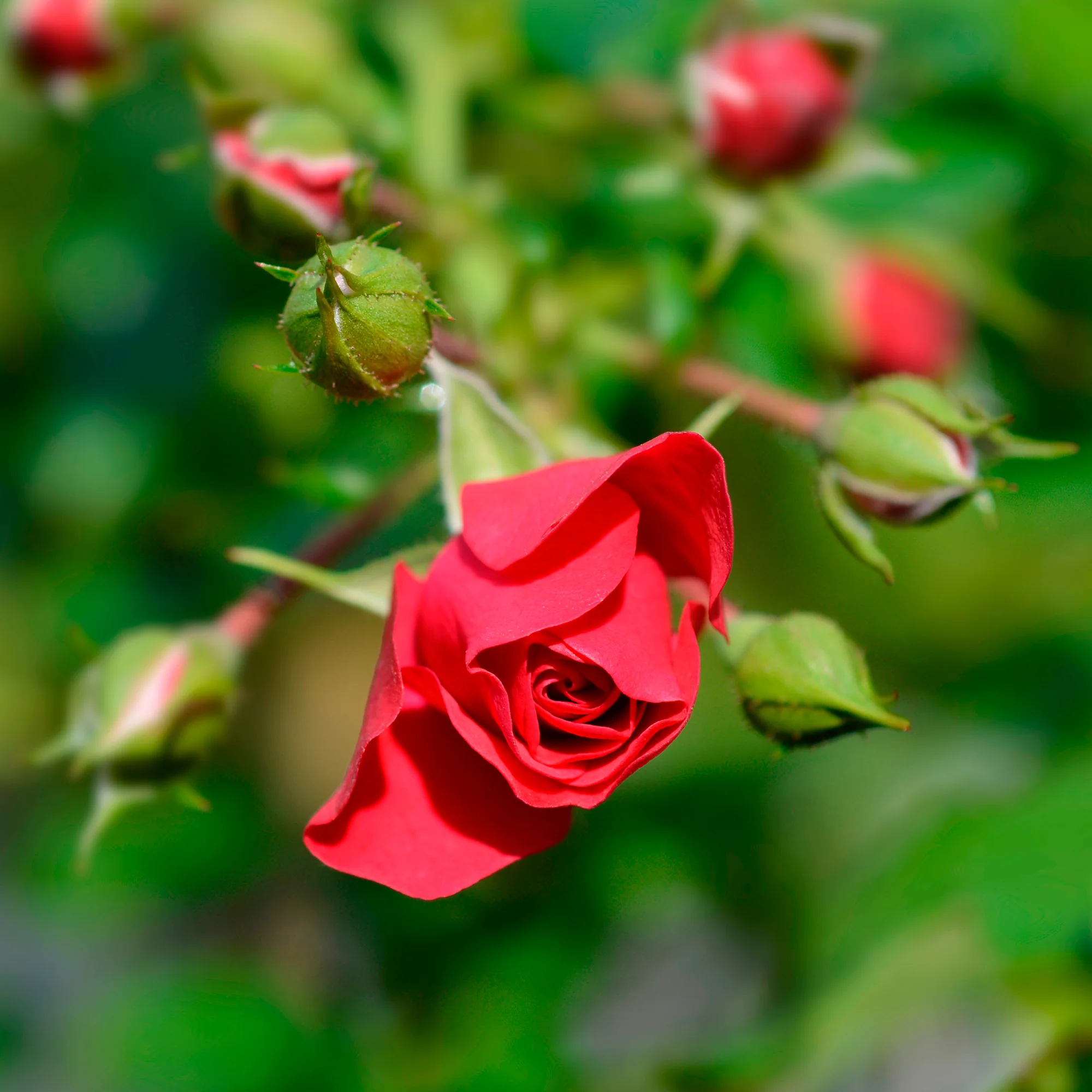 Miniature 3