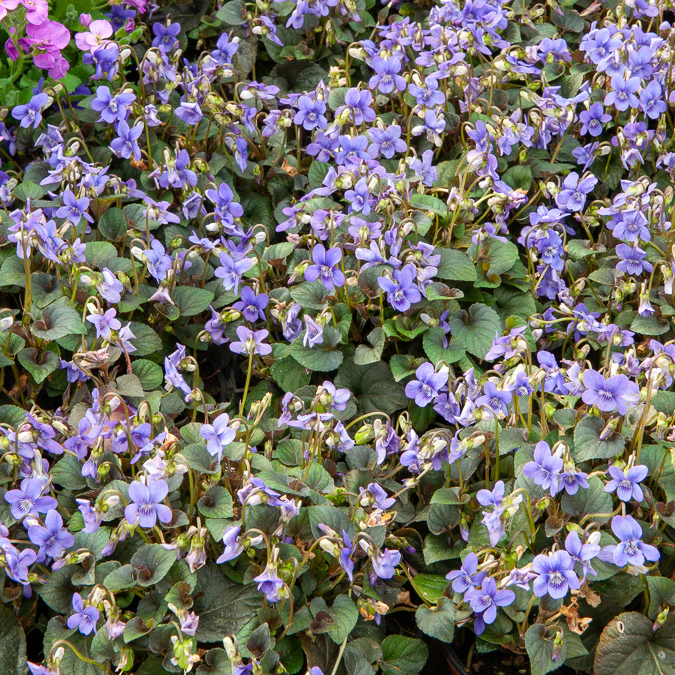 Miniature 2