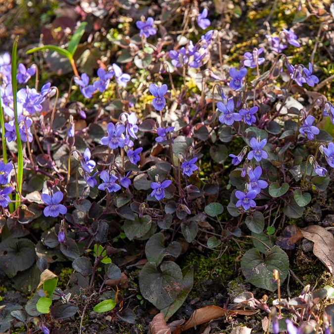 Miniature 4