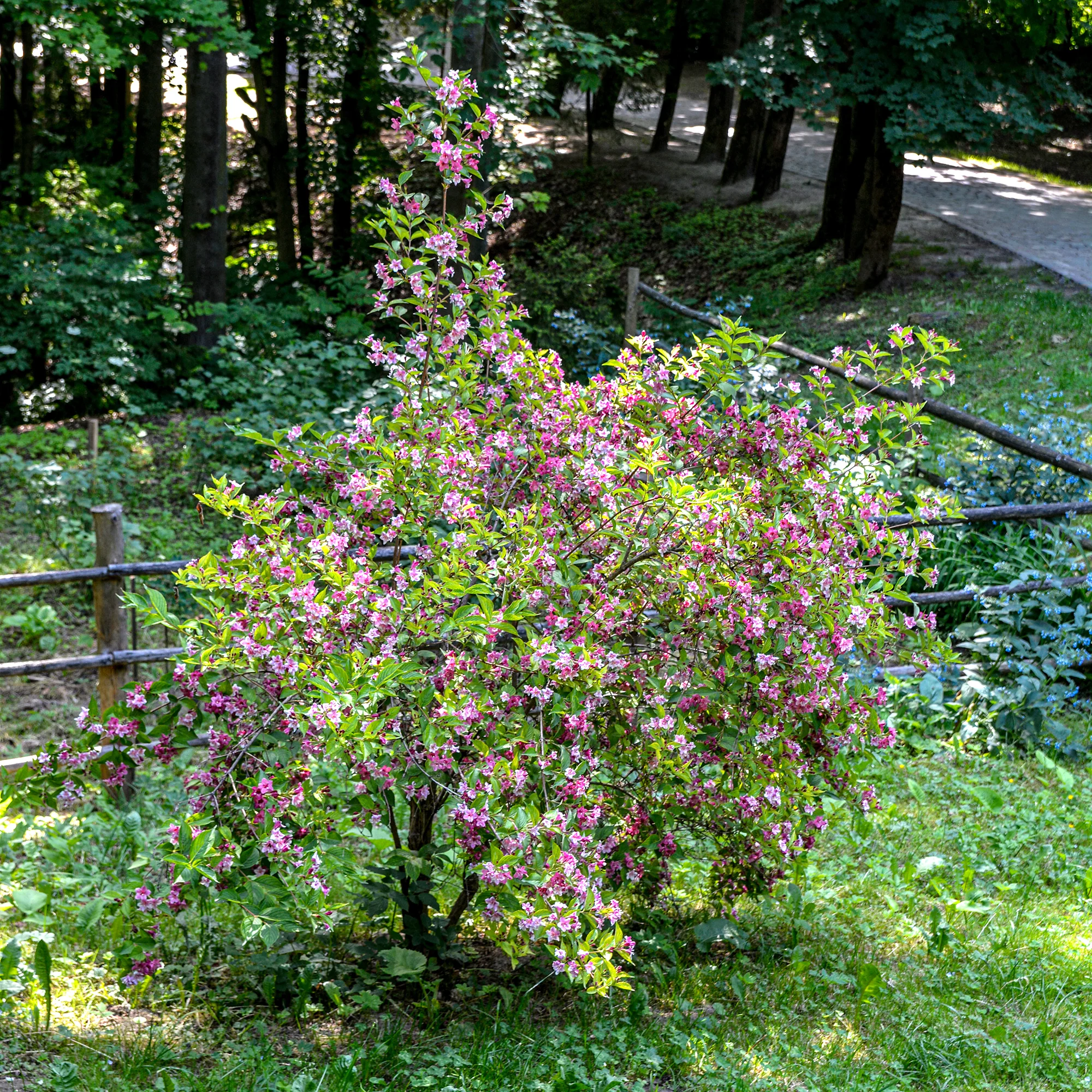 Miniature 2